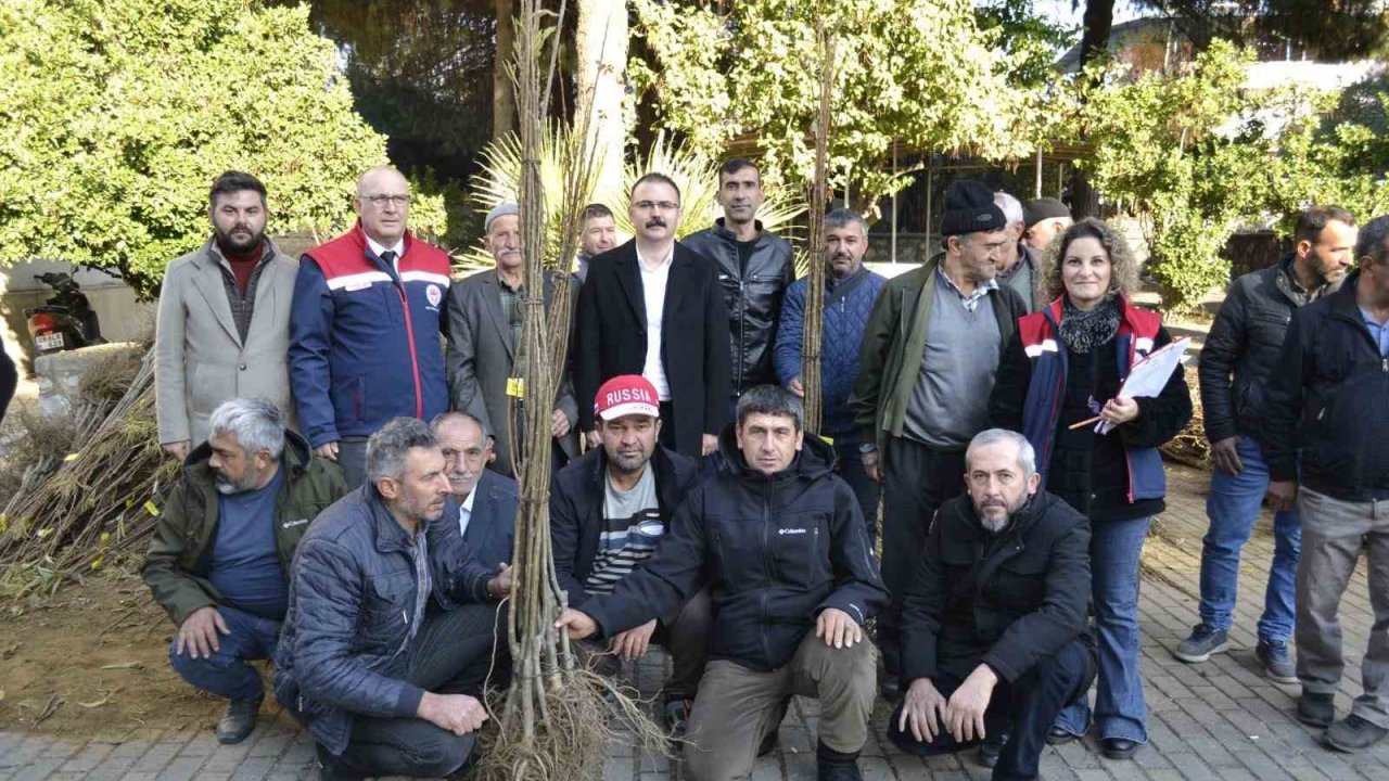 Sultanhisar’da üreticiye kestane ve incir fidesi dağıtıldı