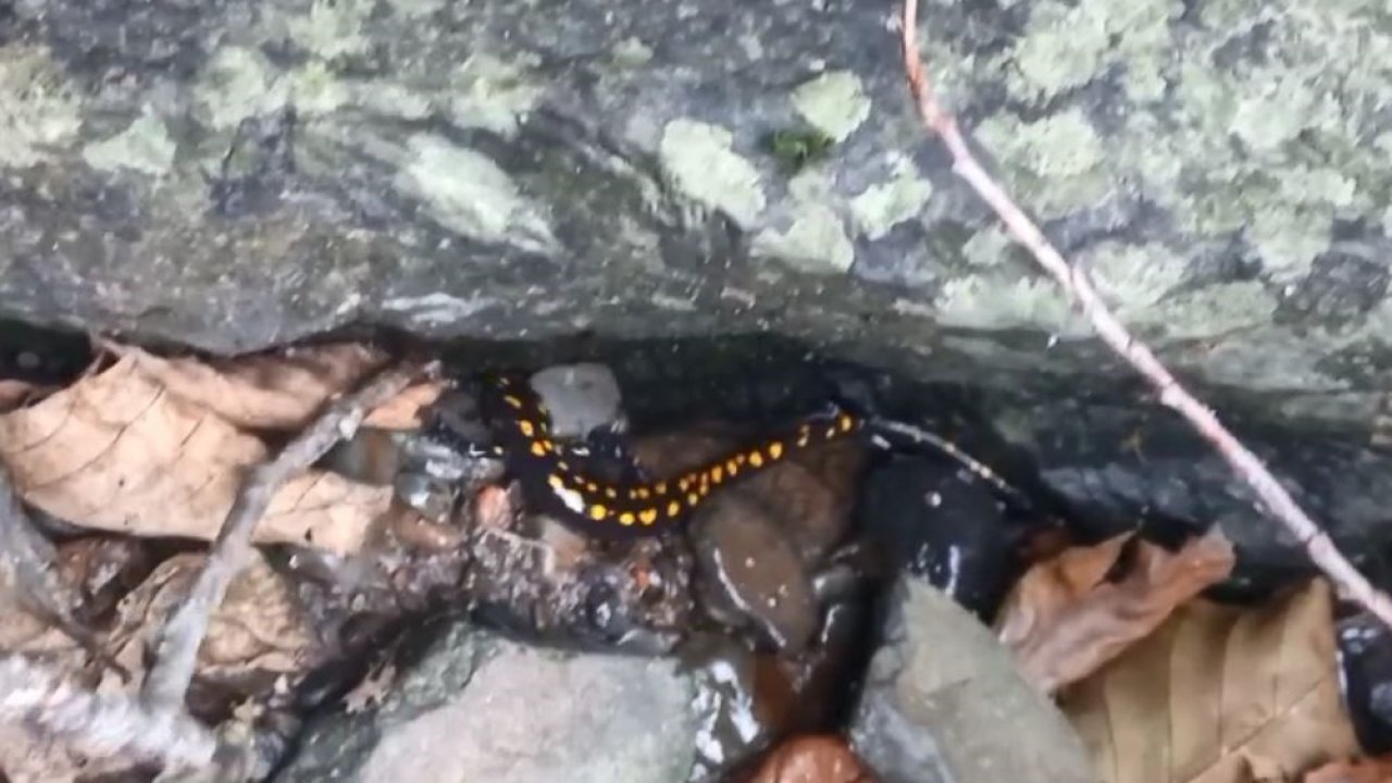 Nesli tehlike altındaki Kafkas semenderi Şavşat’ta görüntülendi