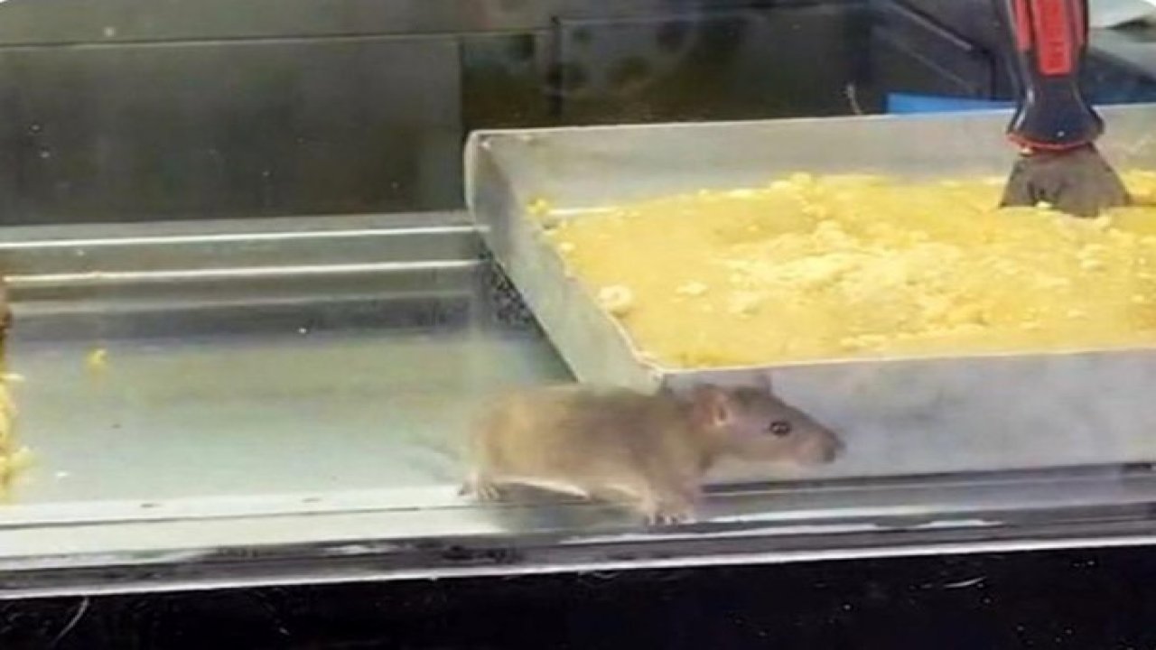 İzmir’den iğrenç görüntü: Börek tezgahlarında fare cirit attı