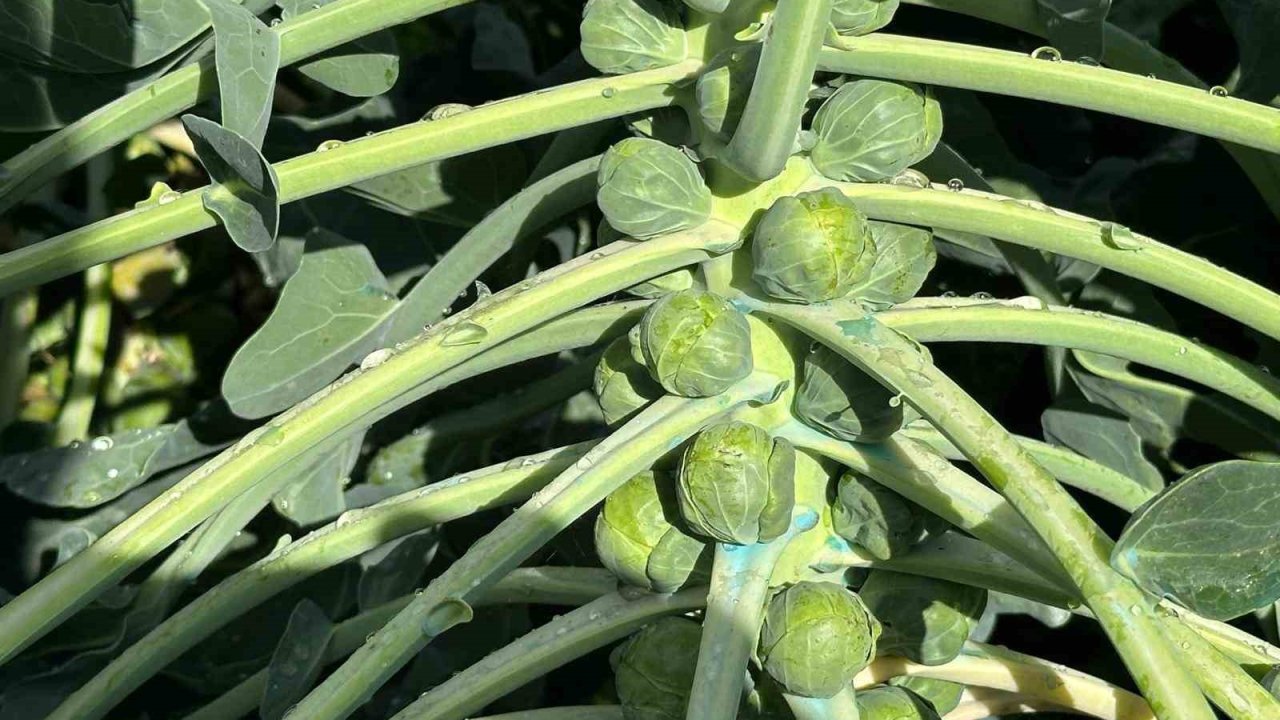 Rusya ve Hollanda lahanayı "Brüksel"den değil İznik’ten alıyor