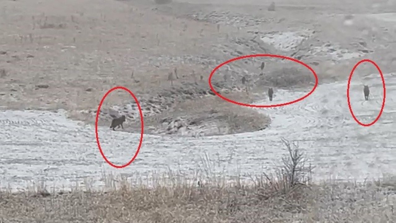 Bayburt’un köylerinde kurt sürüleri görüldü