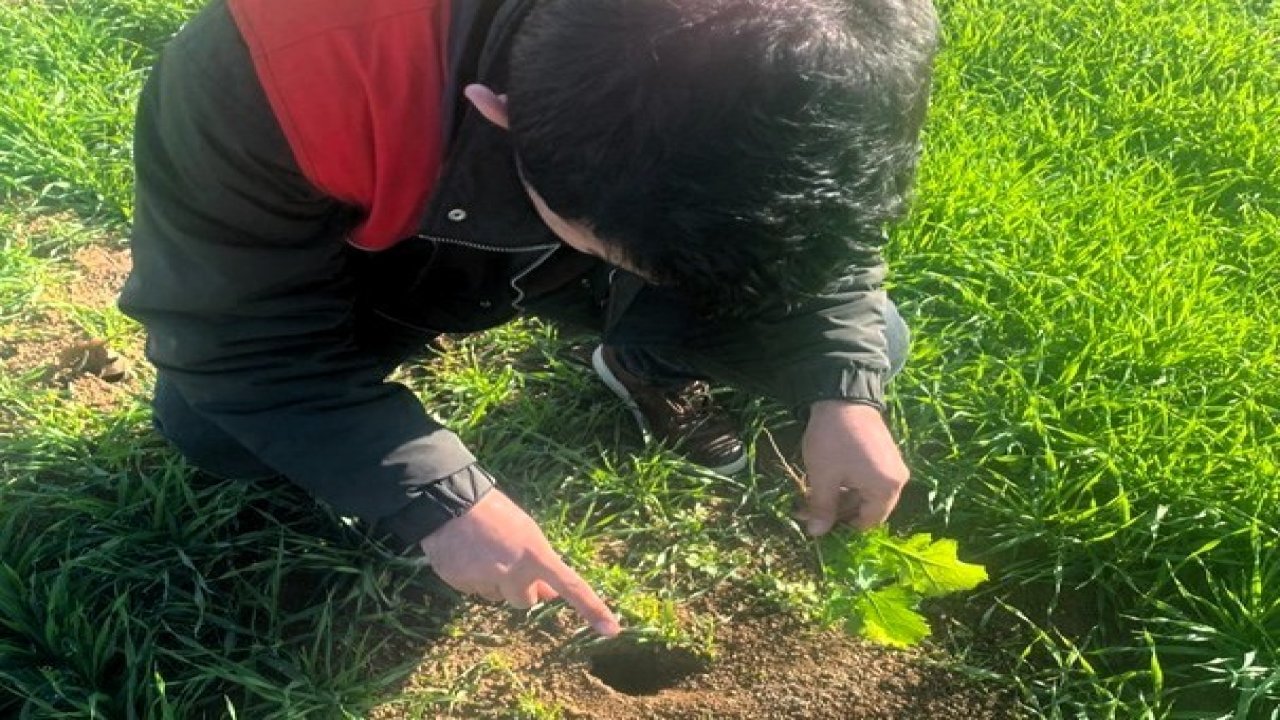 Kofçaz’da tarla faresine karşı etkin mücadele: Tarım arazilerinde fare tehdidi