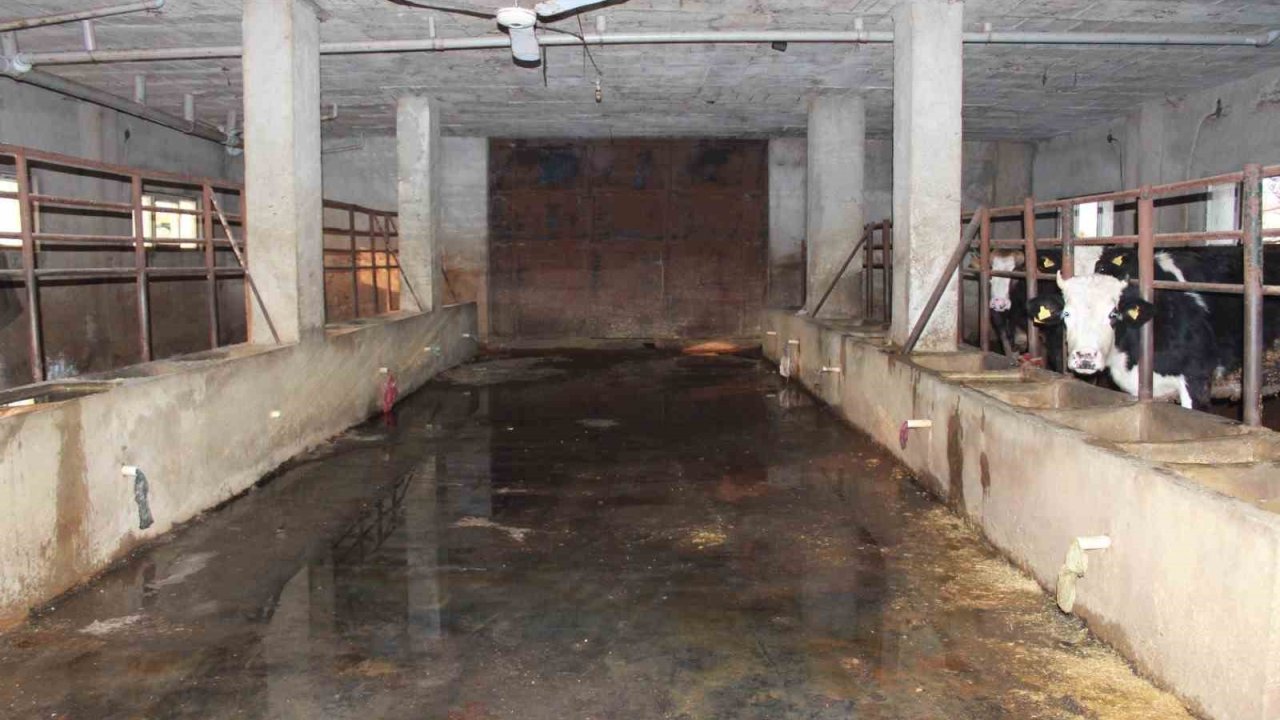 Siirt’te 3 buçuk ayda 54 büyükbaş hayvanı telef olan besicinin zararı 8 milyon lirayı buldu