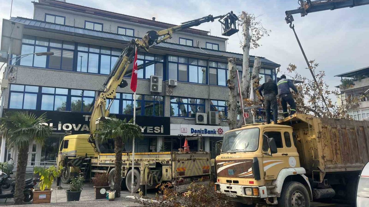 Yaşı 200’e yaklaşan çınar ağacı budandı