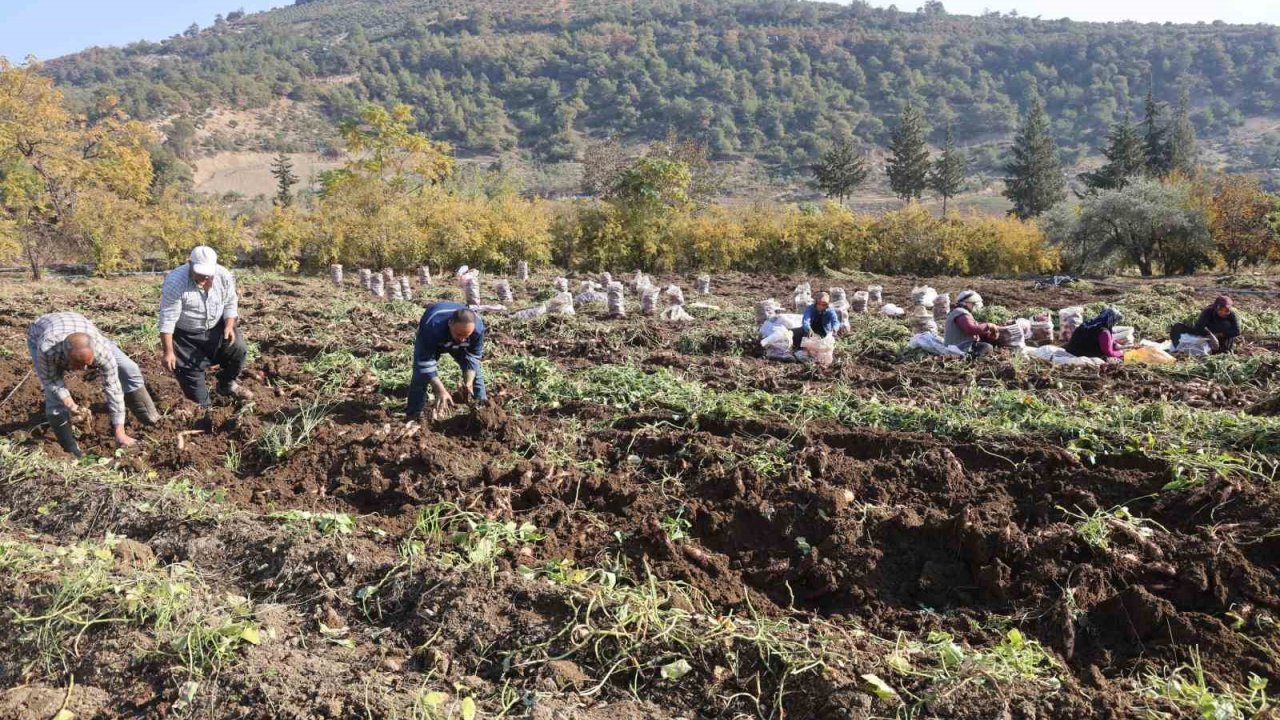 Kuraklık nedeniyle verimin yarı yarıya düştüğü tatlı patateste son hasat yapıldı