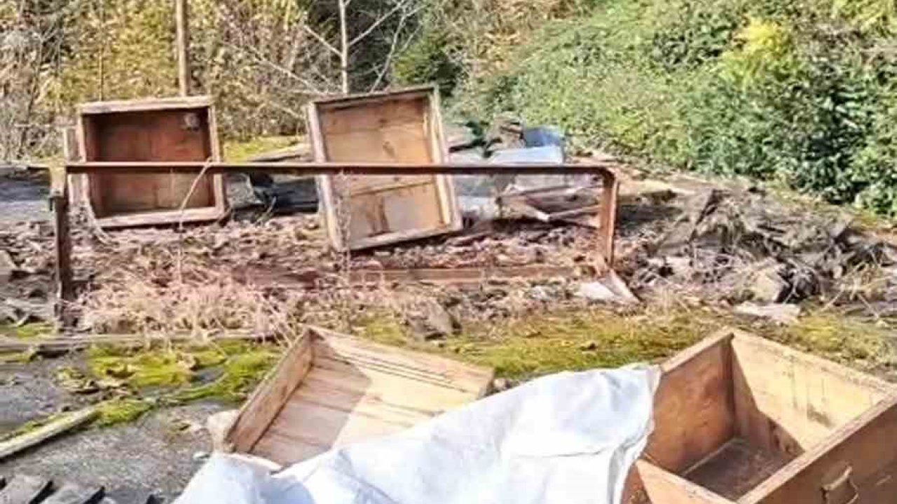 Rize’de ayının kovanlarına saldırdığı üretici isyan etti: "Ben şimdi ne edeyim"
