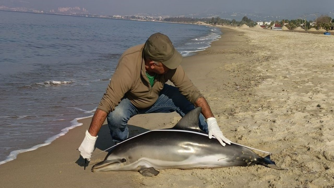 Kuşadası’nda yunus balığı karaya vurdu