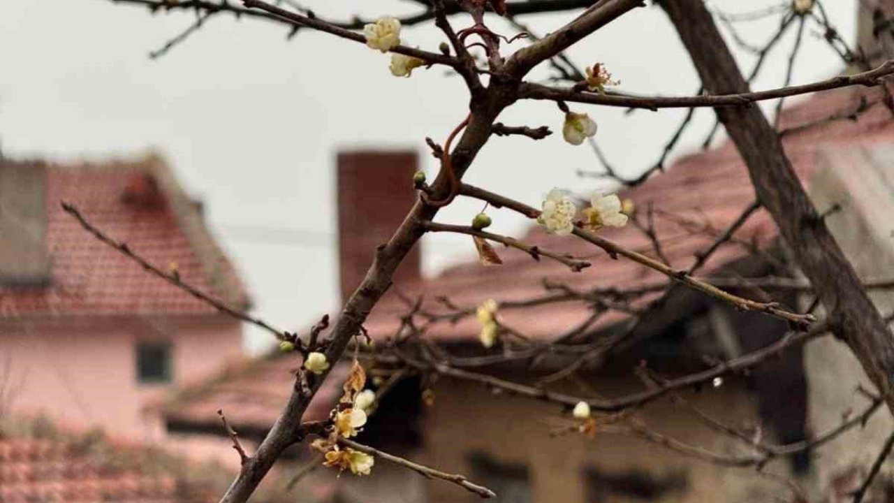 Eskişehir’de kayısı ağacı Aralık ayında çiçek açtı