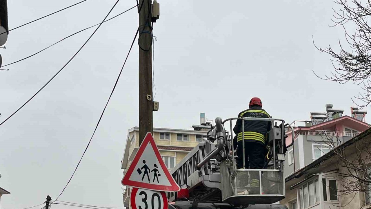 Beyşehir’de itfaiye merdiveni bu kez direğin tepesindeki kedi için uzatıldı