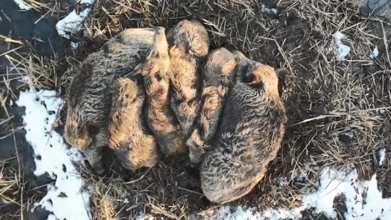 Kars'ta Yumak Halinde Uyuyan Domuz Ailesi Görüntülendi