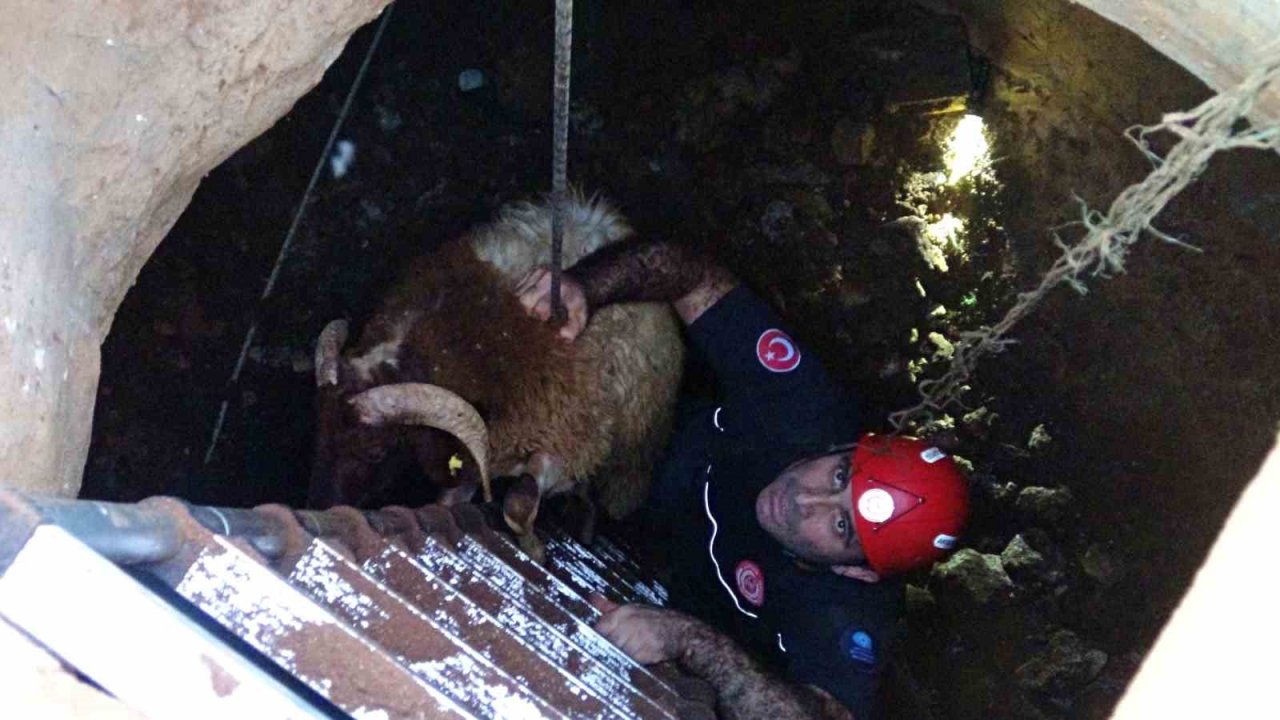 Seslerini küçük çocuk duydu, çalındı sanılan 2 koyun düştükleri 5 metrelik kuyudan kurtarıldı