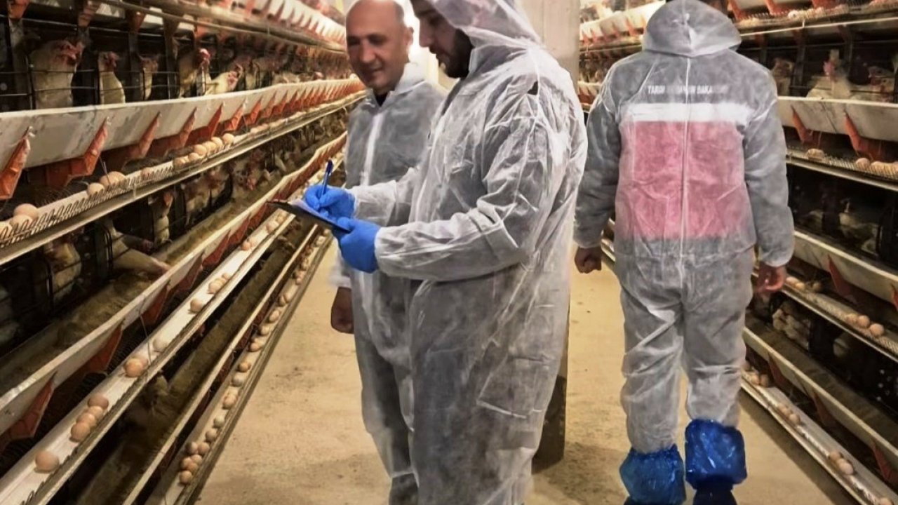 Simav’da ticari yumurtacı tavukçuluk işletmesinde ilk resmi denetim