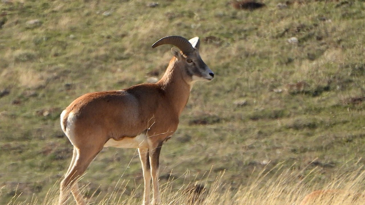 Anadolu Yaban Koyunu’nun üretimi devam ediyor