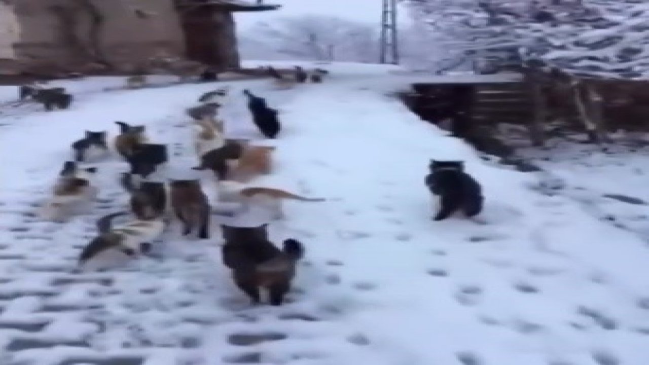 Soğuk kış günlerinde yürek ısıtan görüntüler Erzincan’dan