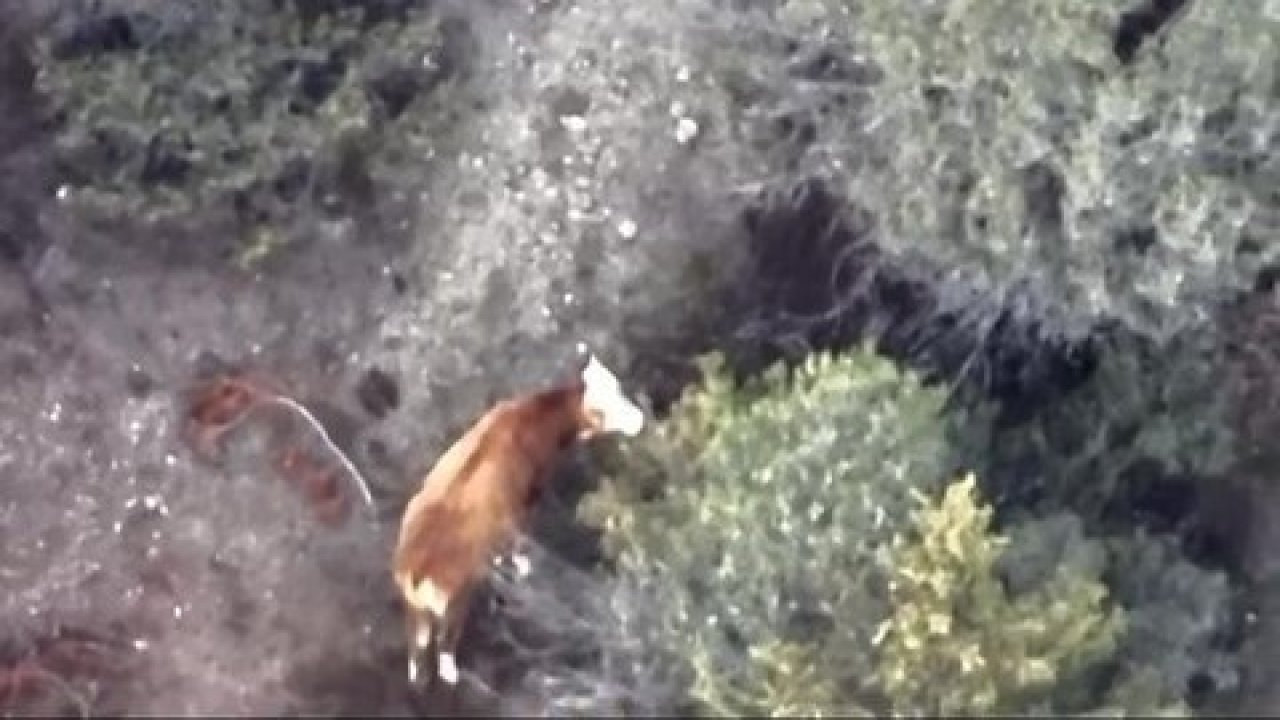 İneği kaybolan çiftçinin imdadına AFAD ve jandarma yetişti