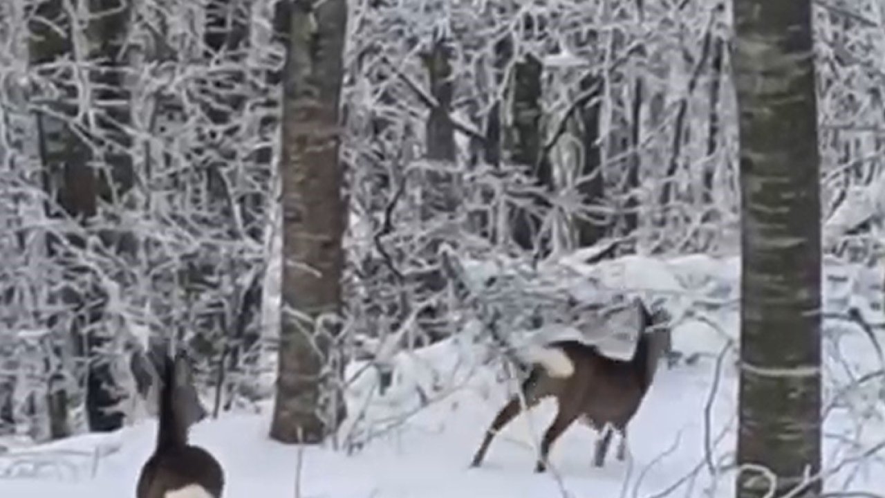 Yaban hayvanları için dağa çıktı, iki geyikle karşılaştı