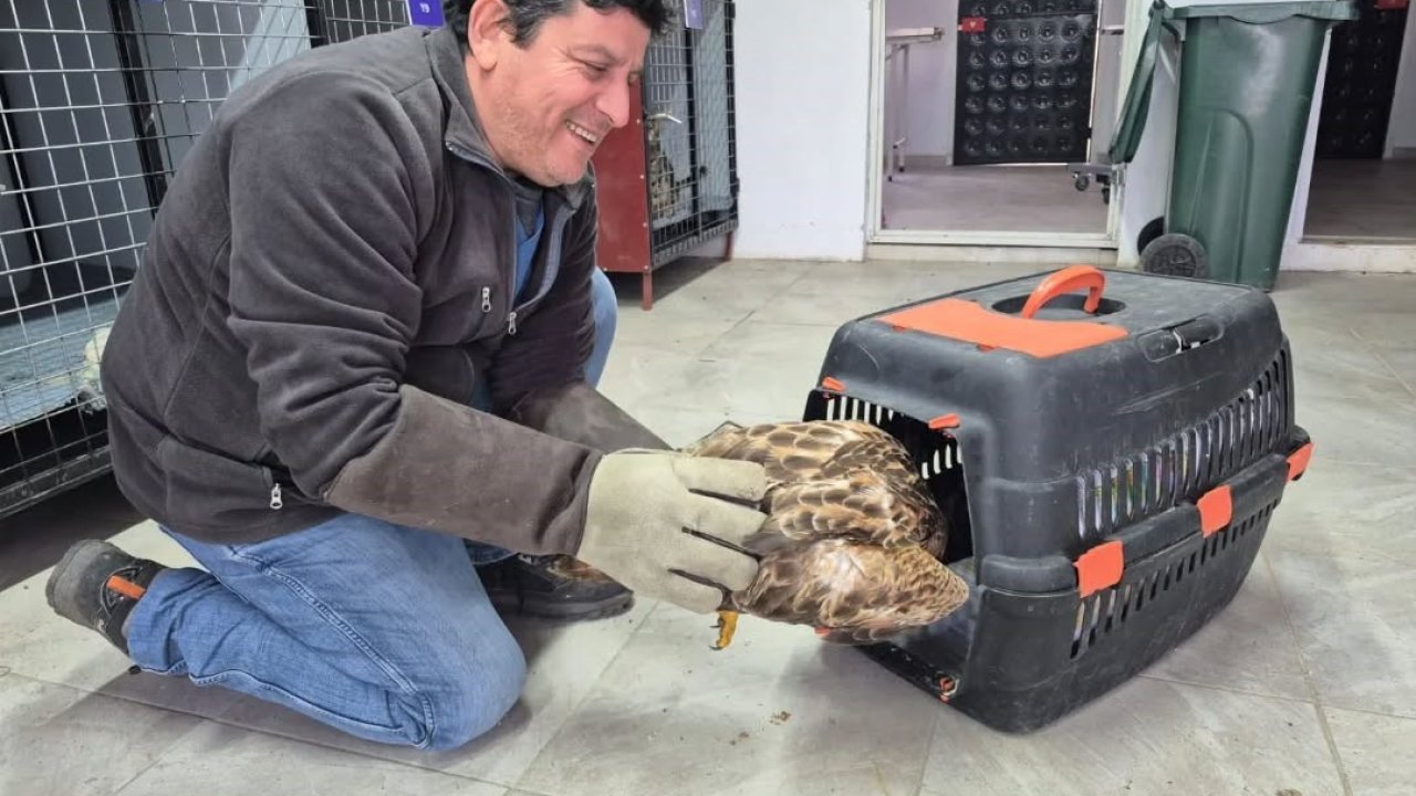 Germencik’te belediyenin ihbar hattı yaban hayvanlarına da umut oluyor