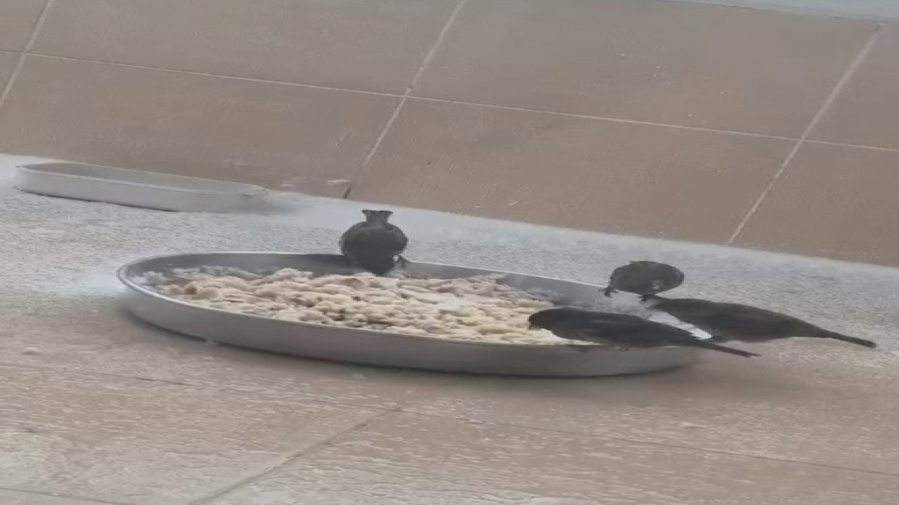 Adıyamanlılar sokak hayvanlarını unutmadı