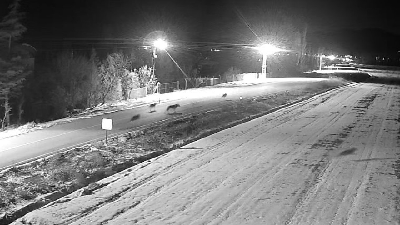 Ereğli’de kurt sürüsü görüntülendi