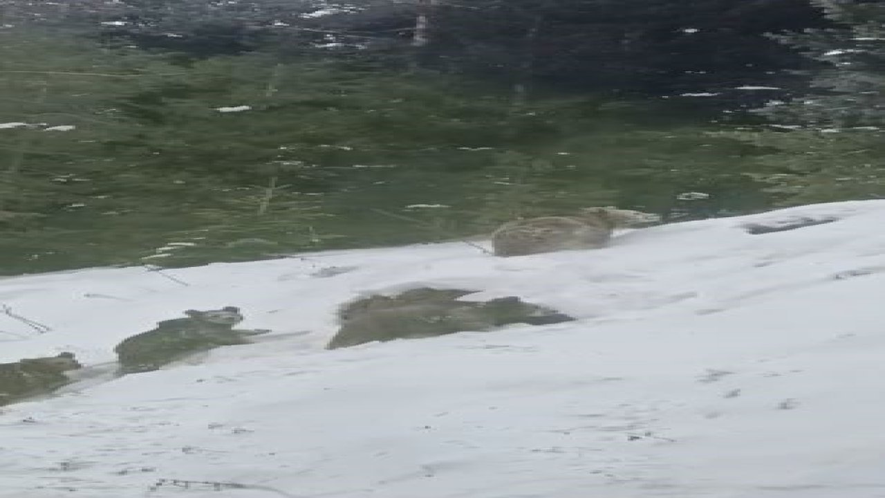 Artvin’de kış uykusuna yatmayan 4 boz ayı kamerada