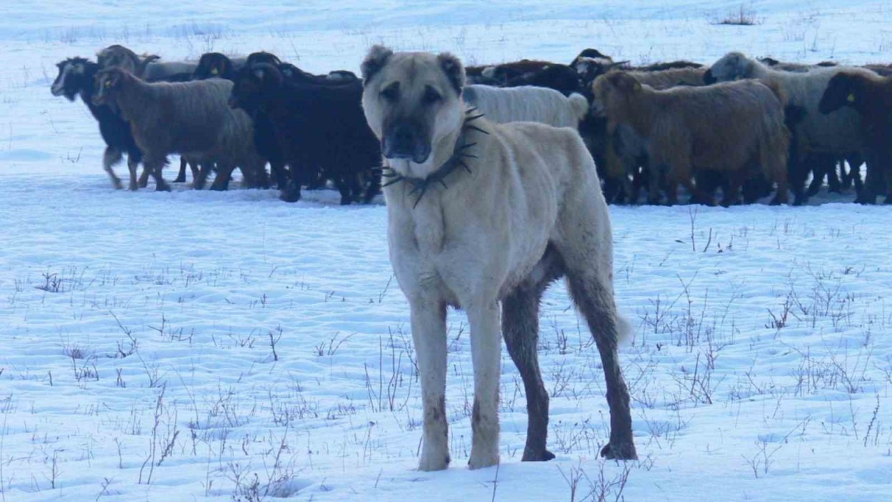 Atatürk’ün onayıyla Erzurum’dan okyanusu aşan köpekler