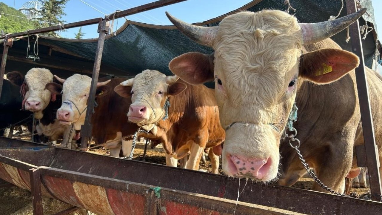 Erzincan’da ’Besilik Erkek Sığır Desteği’ başvuruları başladı