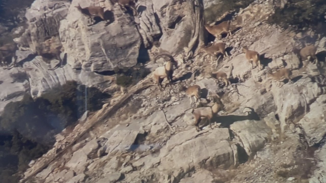 Toroslardaki yaban keçileri koruma altında