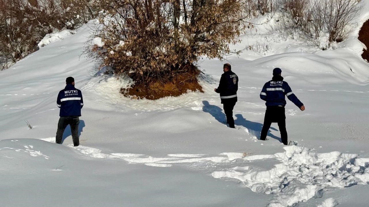 Mutki Belediyesi zorlu kış şartlarında yaban hayatını unutmadı