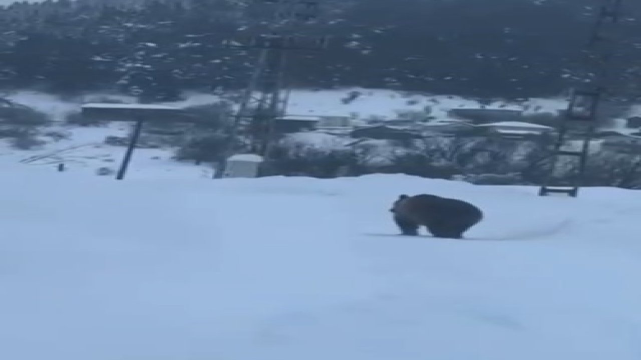 Kastamonu’da kış uykusuna yatamayan bozayı kamerada