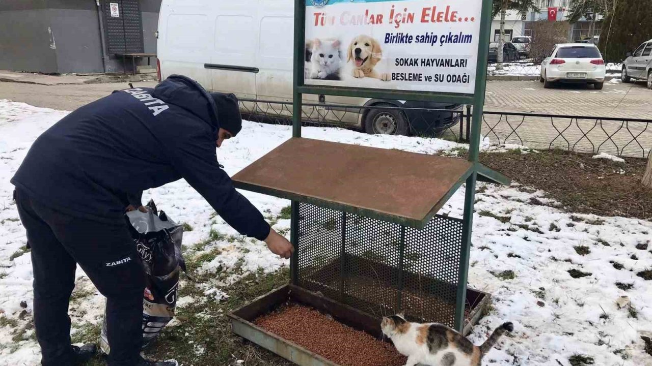Taşköprü Belediyesi sokak hayvanlarını unutmuyor