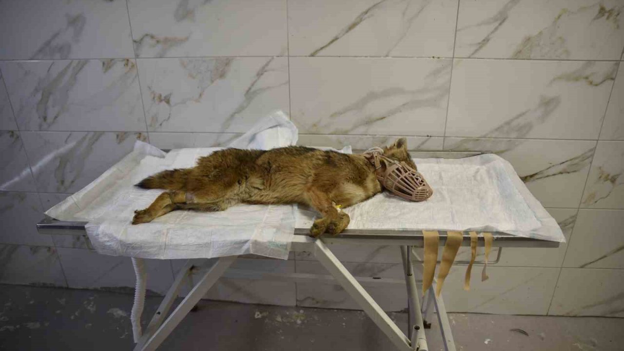 Ölümcül virüse yakalanan çakal tedavi ediliyor