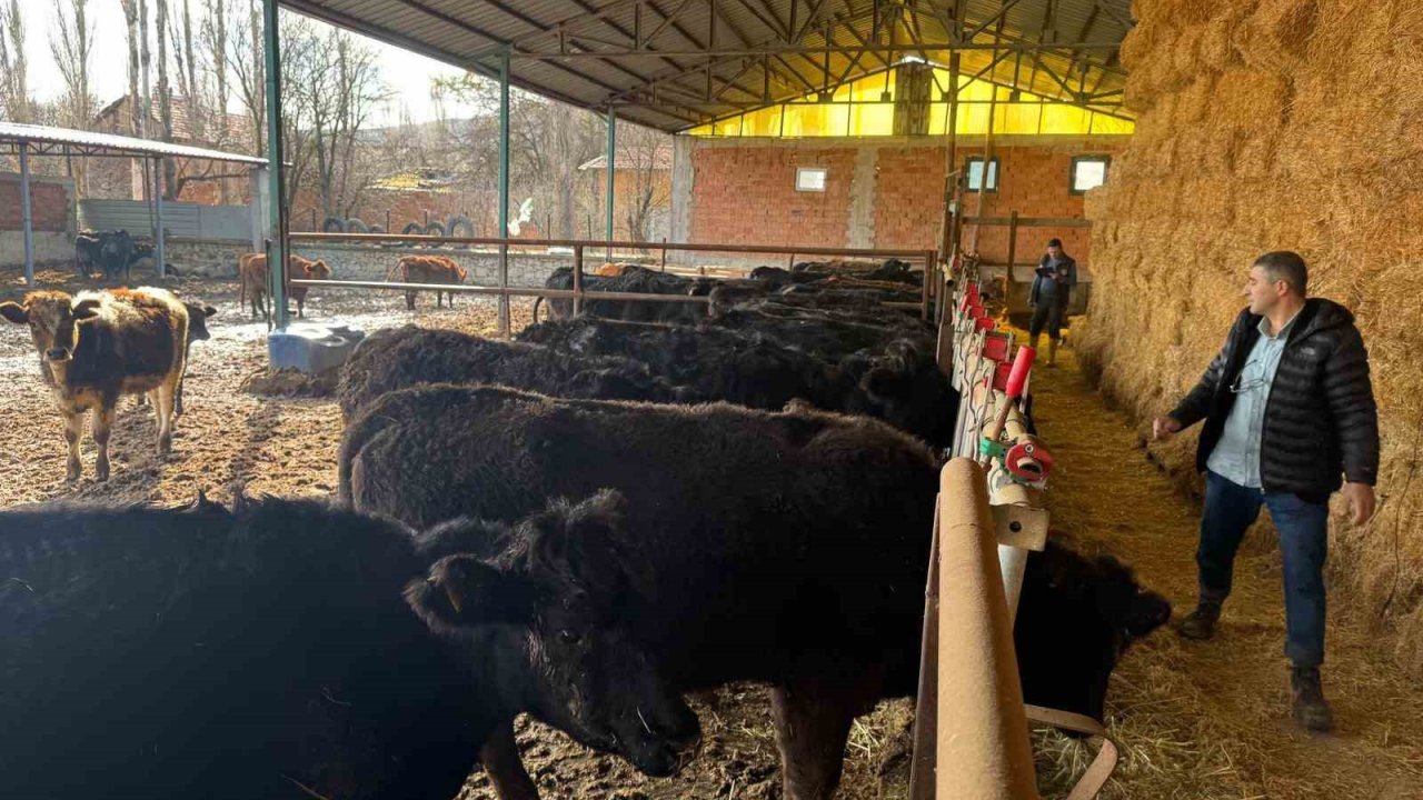 Kütahya’da teslim edilen büyükbaş hayvanların kontrol ve muayeneleri yapıldı