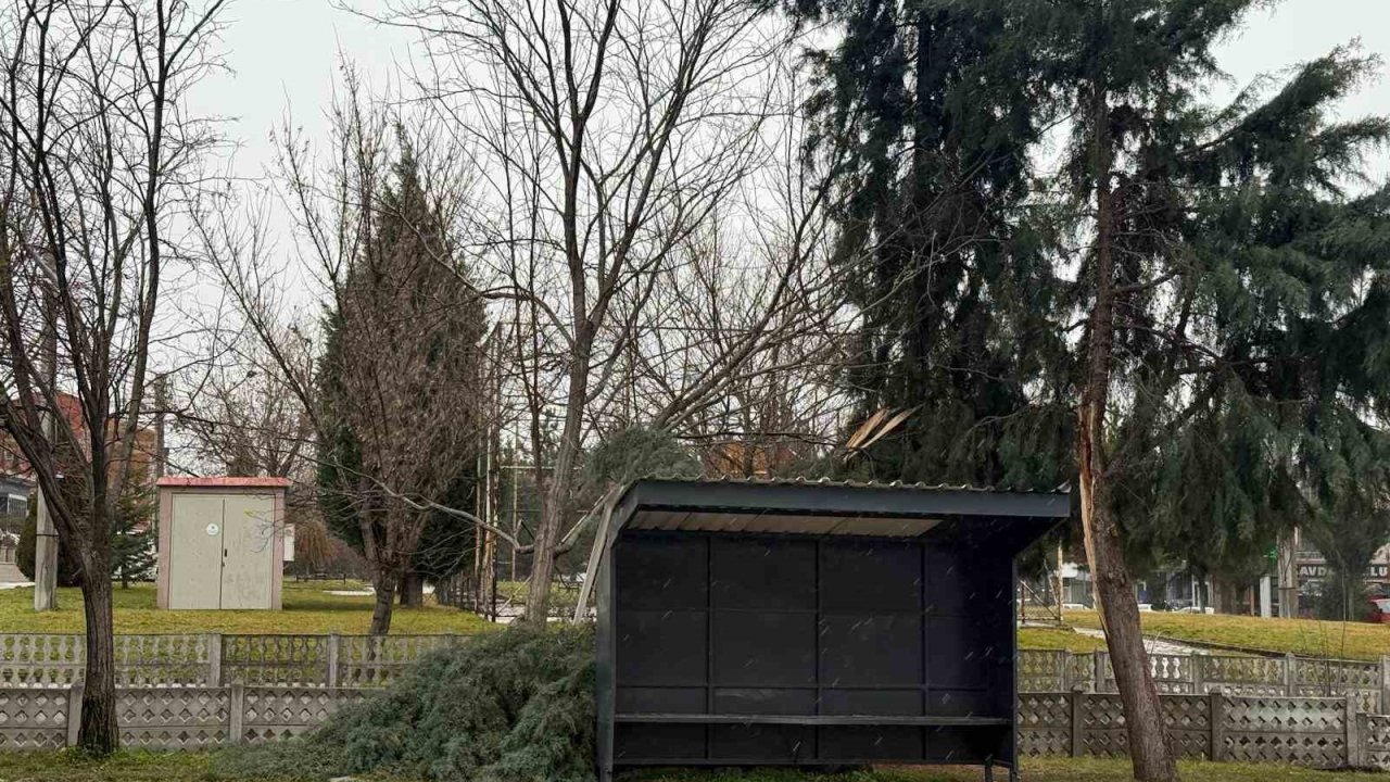 Tavşanlı’da şiddetli rüzgar ağaç devirdi