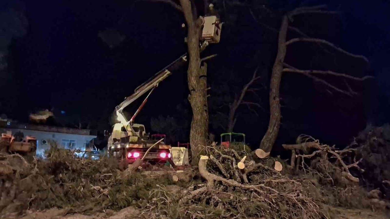 Fırtına çam ağacını devirdi