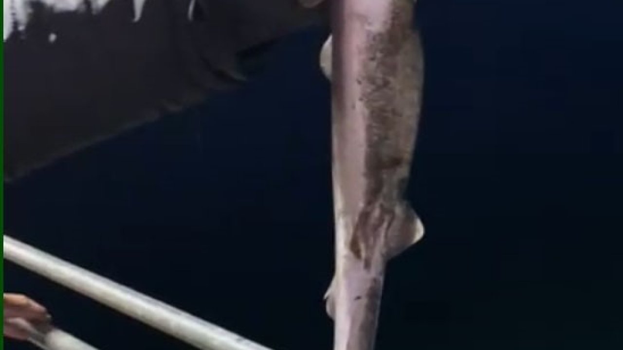 Köpekbalıkları Karadeniz’de ağlardan sonra balıkçıların oltalarına da takılmaya başladı