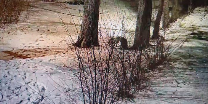 Kars'ta site bahçesinde oyuncu tilkiler görüntülendi