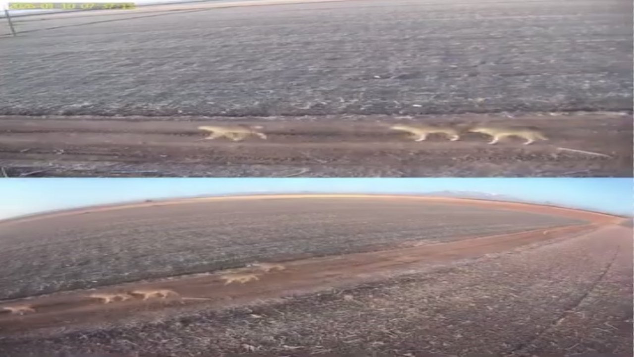 Karaman’da aç kalan kurtlar ovaya indi