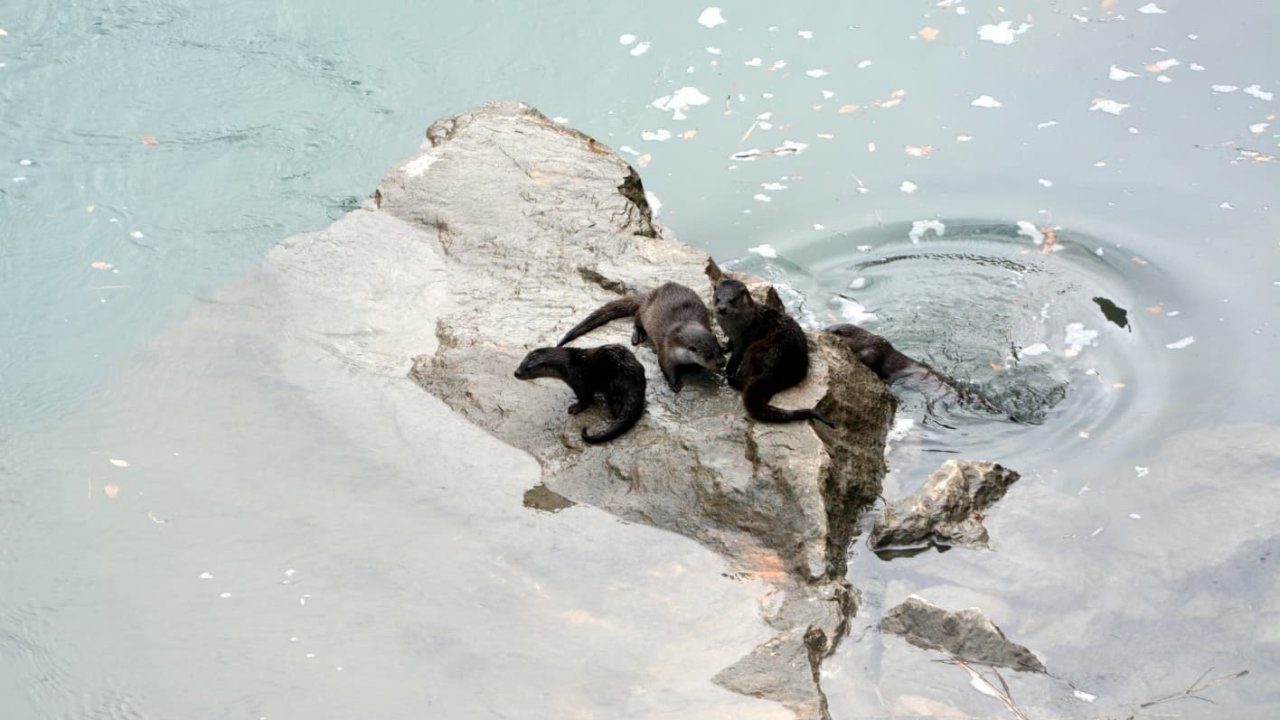 Fırat Nehri’nde 4 su samuru görüntülendi