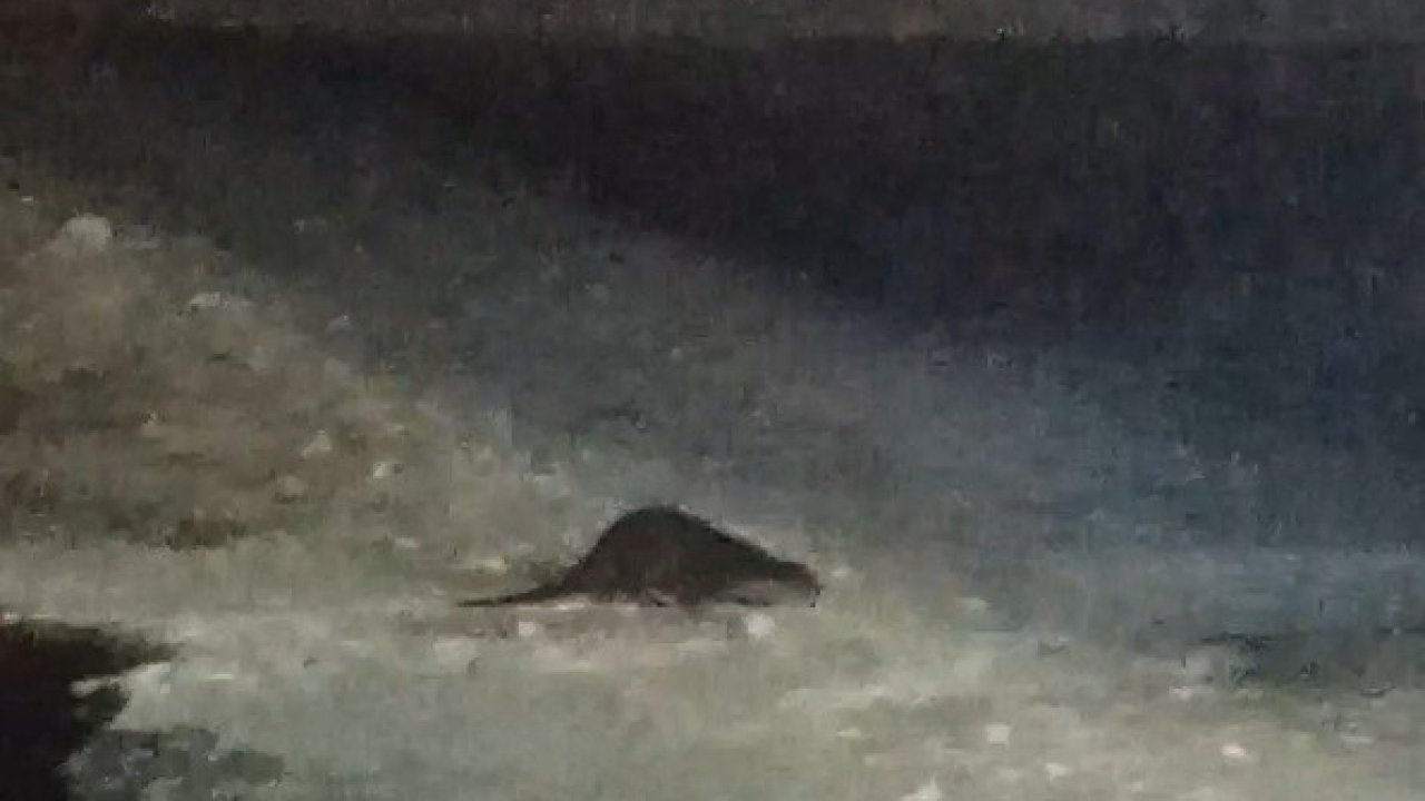 Buz tutan Çoruh’ta su samuru heyecanı: Vatandaşlar "gel gel" diye seslendi