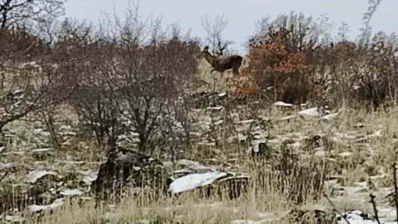 Ankara’da geyik sürüsü kameralara yansadı
