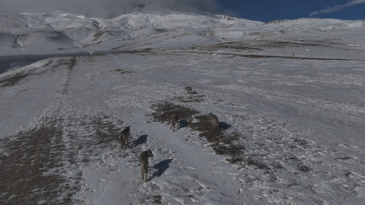 Aydınlar beldesinde kurt sürüsü görüntülendi