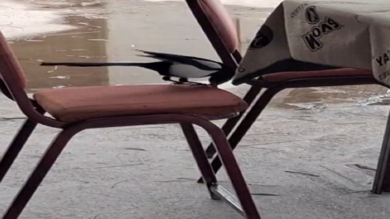 Kahvede oyun değil, saksağanın zekâsı izleniyor