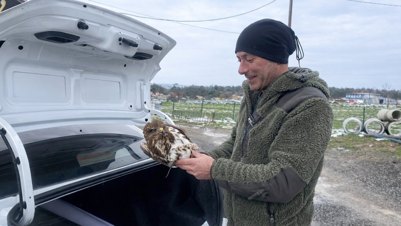 Yaralı şahin koruma altına alındı