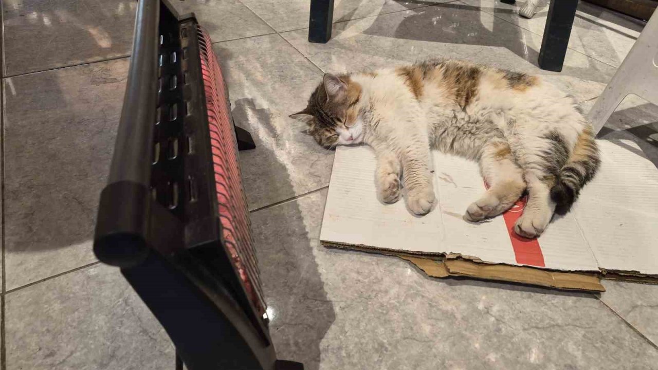 Soğuktan üşüyen kedi elektrikli ısıtıcının karşısında dinlendi