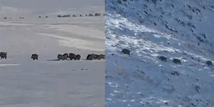Kars’ta aç kalan yaban domuzları yerleşim yerlerine indi