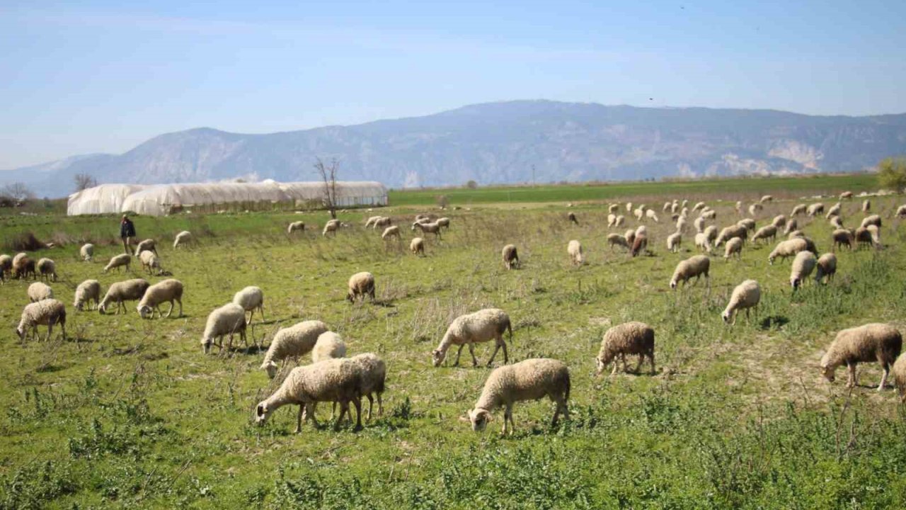 Söke’de yetiştiricilere destekleme icmali uyarısı