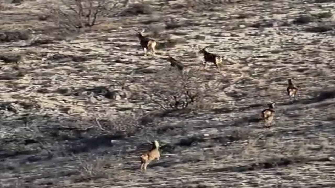 Eskişehir’de görüntülenen 8 geyik hayran bıraktı