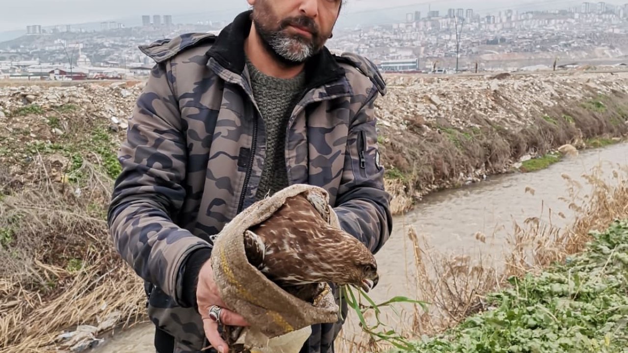 Yaralı şahin kurtarıldı