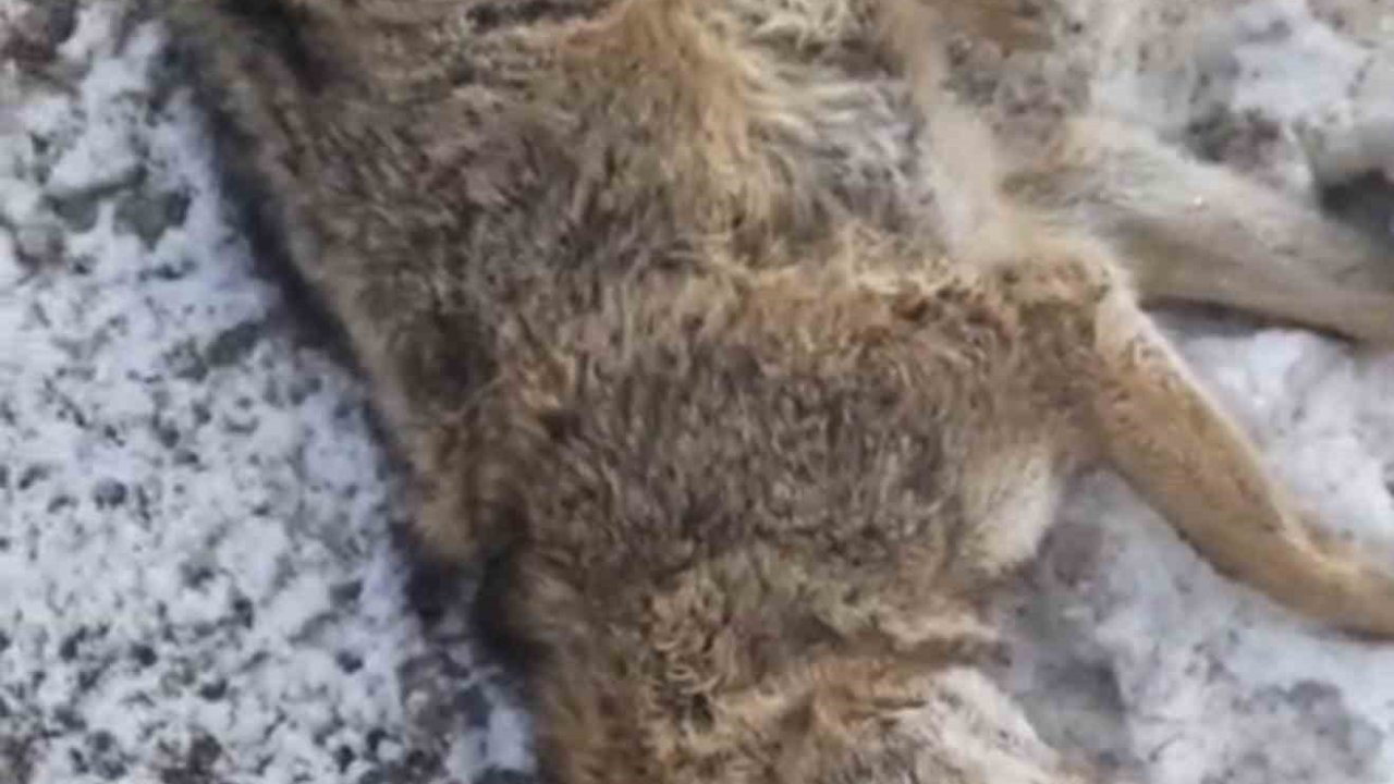 Aracın çarptığı kurt telef oldu