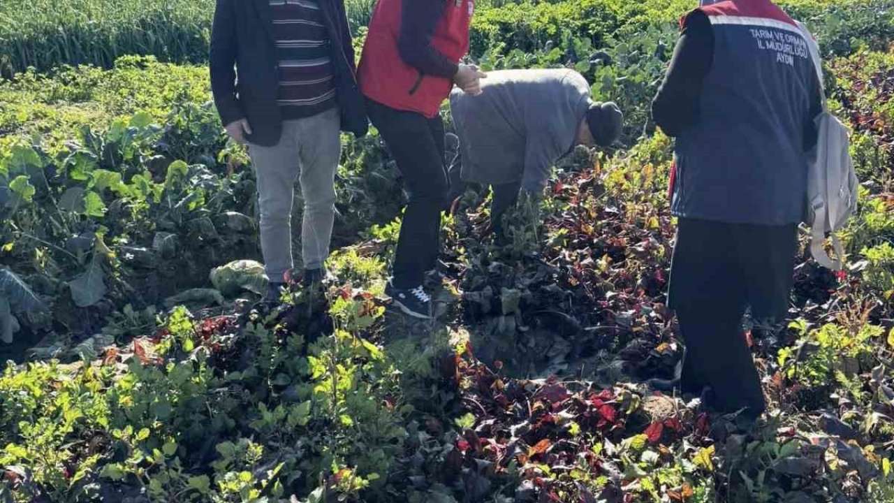 Tarımda kimyasalsız üretime yerinde inceleme